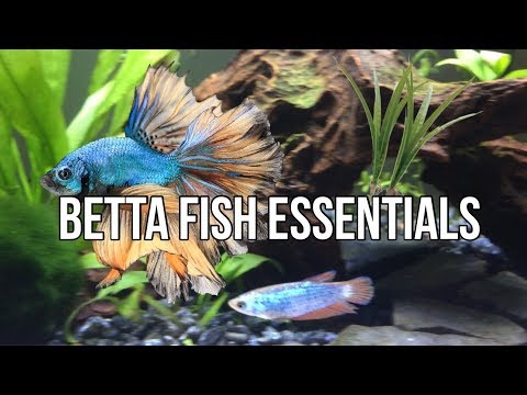 Betta Fish Essentials | It's Emi