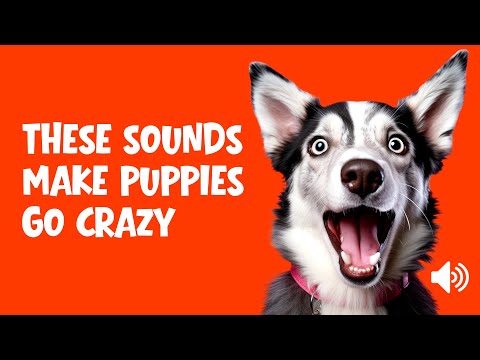 These Sounds Make Puppies Go CRAZY 🐶