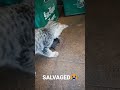 Kitten VS Vampire Bat