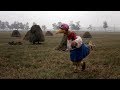 Follow That Bird Hay Stacks