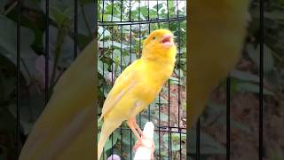 Download lagu Kenari gacor emosi #kenari #kenarigacor #canary #canarias #canario #birds #shorts #shorts mp3