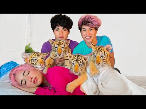 SURPRISING BESTFRIEND WITH BABY TIGERS!