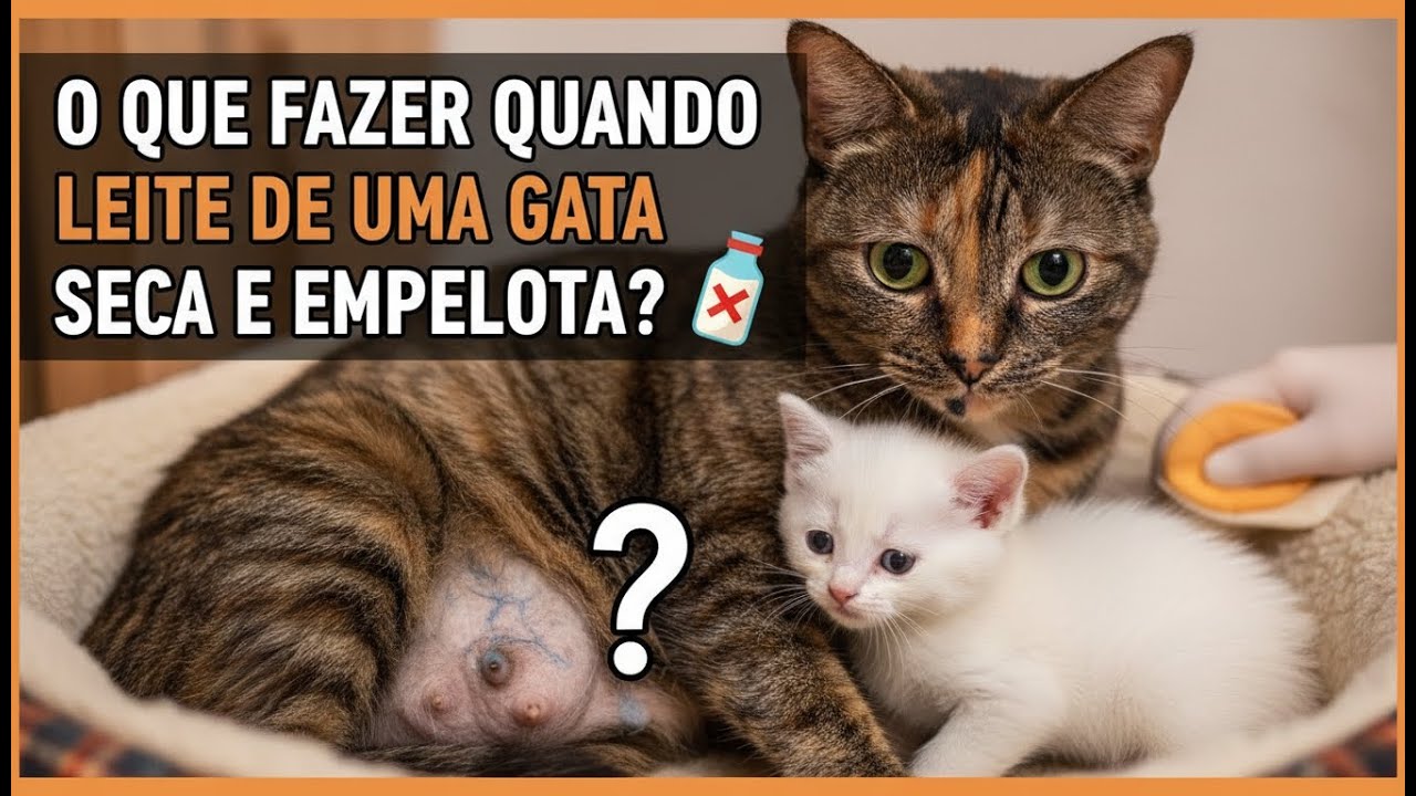 GATA COM LEITE EMPEDRADO (leite da gata secou) - Gatil Hauser