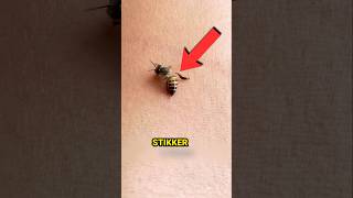 😱 Hvorfor Bier DØR Efter De Stikker Dig! 🐝