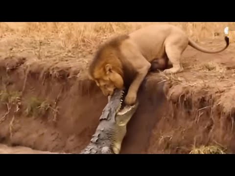 Crocodile SHOWS The Lion WHO's THE BOSS IN THE RIVER