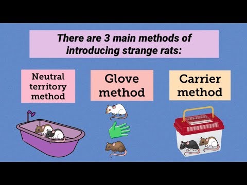 Les 3 principales façons d'introduire des rats domestiques (plus les avantages et les inconvénien...