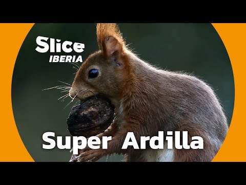 La ardilla roja: ingenio y supervivencia en la naturaleza | SLICE Iberia | DOCUMENTAL COMPLETO