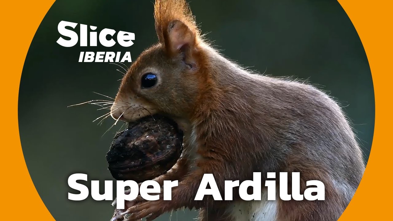 La ardilla roja: ingenio y supervivencia en la naturaleza | SLICE Iberia | DOCUMENTAL COMPLETO
