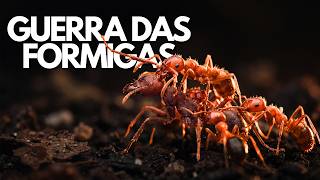 Formigas-de-Fogo x Cortadeiras: A Guerra Que Nunca Termina no Solo da Amazônia | Documentário