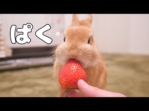 ミニウサギの餌やり