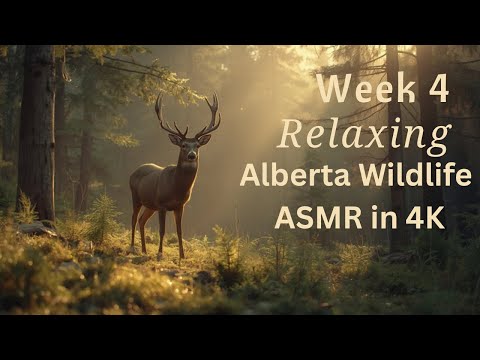 🦌4K ASMR 🐺 Alberta Wildlife Captured on Trail Camera — Week 4