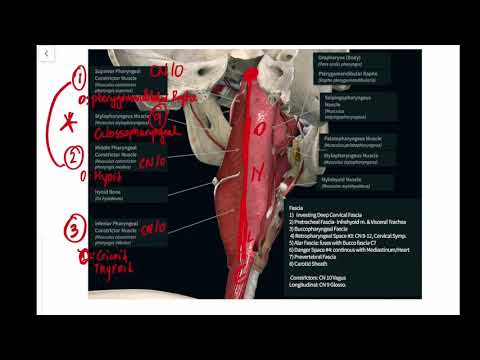 Retropharyngeal Muscles! CHOKERS & LIFTERS