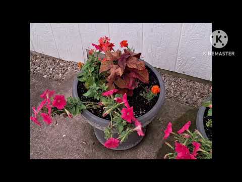 1927 Jane green. I'm gonna meet my sweetie now.