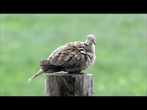 Eurasian Collared Dove Calling