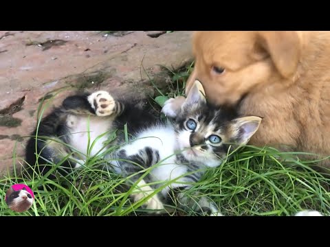 How a kitten grows up: from flea-covered baby to beloved cat in 5 years!