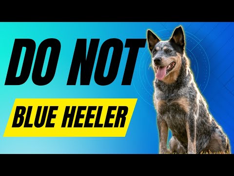 7 Reasons you SHOULD NOT get a Blue Heeler (Australian Cattle Dog)