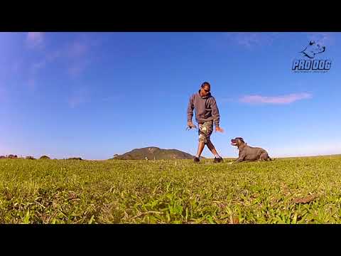 PRO DOG -  Fella Obediencia Avancada