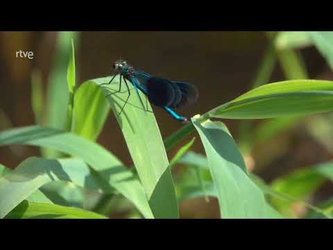 Río de Libélulas ｜ Documental de Animales HD