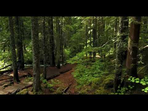 Sezen Aksu - Gülümse Dj_Zippo -_- Beat