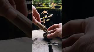 DIY Mini Bonsai at Home – Step by Step #DIYBonsai #BonsaiForBeginners #MiniBonsai #BonsaiAtHome