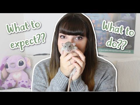 download lagu mp3 mp4 New Rat, download lagu New Rat gratis, unduh video klip New Rat