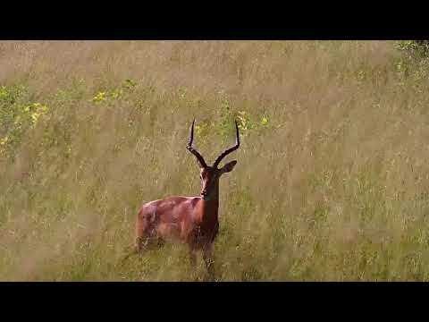 Djuma: Two Impala rams - 08:03 - 01/16/21