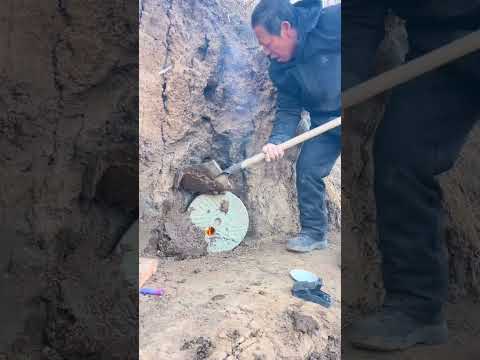 This litter of mice ate our corn. My wife asked me to deal with it