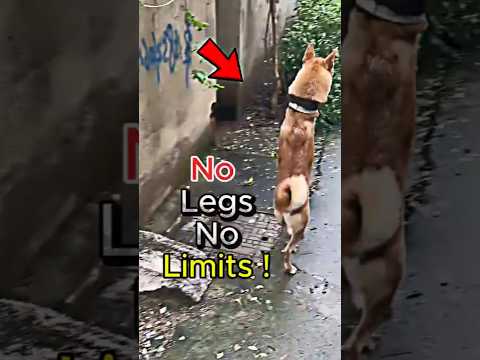 This Brave Cute Dog Finds Freedom Without Wheels
