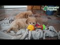 Cavachon dogs for sale: Miles - Video 1