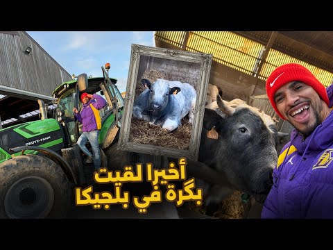 أخيرا لقيت البگرة لي غادي نجيب من بلجيكا 🇧🇪🐄🔥