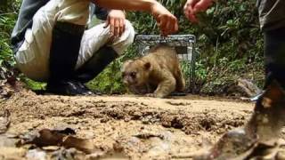 Perro de monte en Clarete, Popayán, Cauca, Colombia