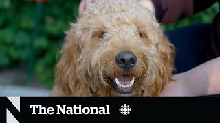 Pandemic pets dealing with separation anxiety