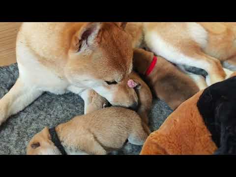 Kumi's pups are getting rounder each day!