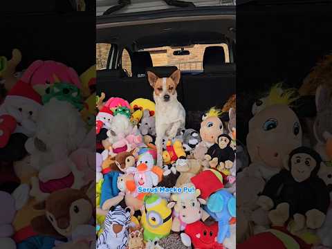 Pampi bola pri svojej fanúšičke Klárke. Malej krasokorčuliarke. #pampi #pes #kamarat