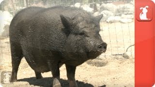 My Forever Home - I Love My Abandoned Pig