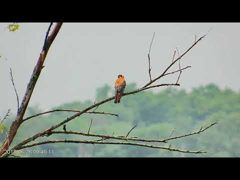 Male and Female Perch Together on Branch, June 26, 2018 | Wisconsin Kestrel Cam
