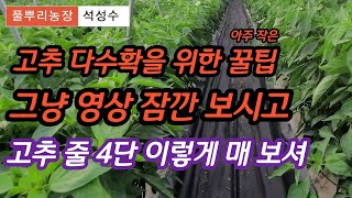 고추 줄 4단 매는 방법 다수확을 위한 줄 매는 방법 [고추재배방법]