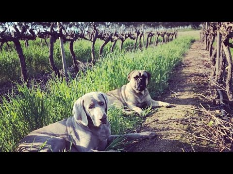 REMHOOGTE, onde os VINHOS, como os diamantes, são para sempre!
