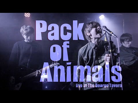 PACK OF ANIMALS Live at The George Tavern