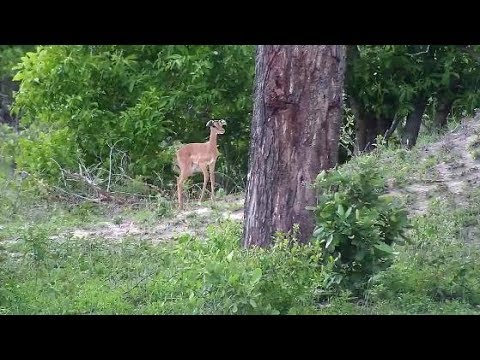Djuma: Impala lamb with floppy ears - 17:50 - 12/13/19