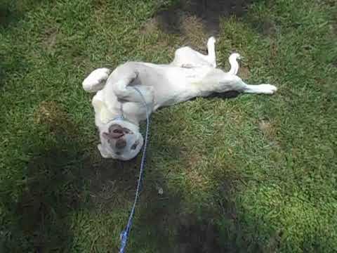 Becker, an adopted Labrador Retriever & Shepherd Mix in Allentown, NJ_image-1