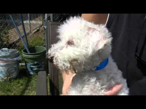 Romeo, an adopted Poodle in Houston, TX_image-1