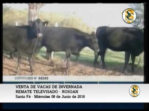 08-06-16 - VENTA DE VACAS DE INVERNADA - REMATE TELEVISADO DE ROSGAN