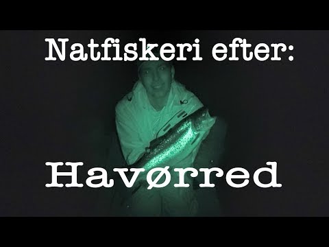 Sådan Fanger Jeg Havørred Om Natten.