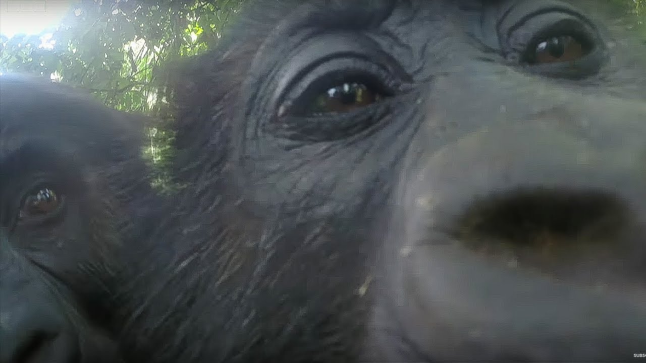 Gorillas React To Their Reflection - Gorilla Family and Me - BBC Earth