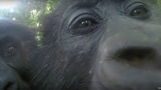 Mirror Mirror: Gorillas React To Their Reflection | Gorilla Family and Me | BBC Earth