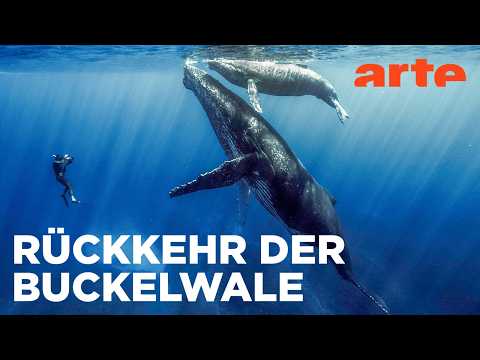 Wenn Wale uns den Weg weisen | Reupload | ARTE Fernweh