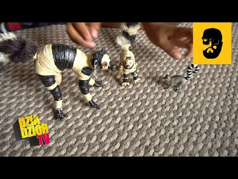 Video thumbnail for Wojna lemurów