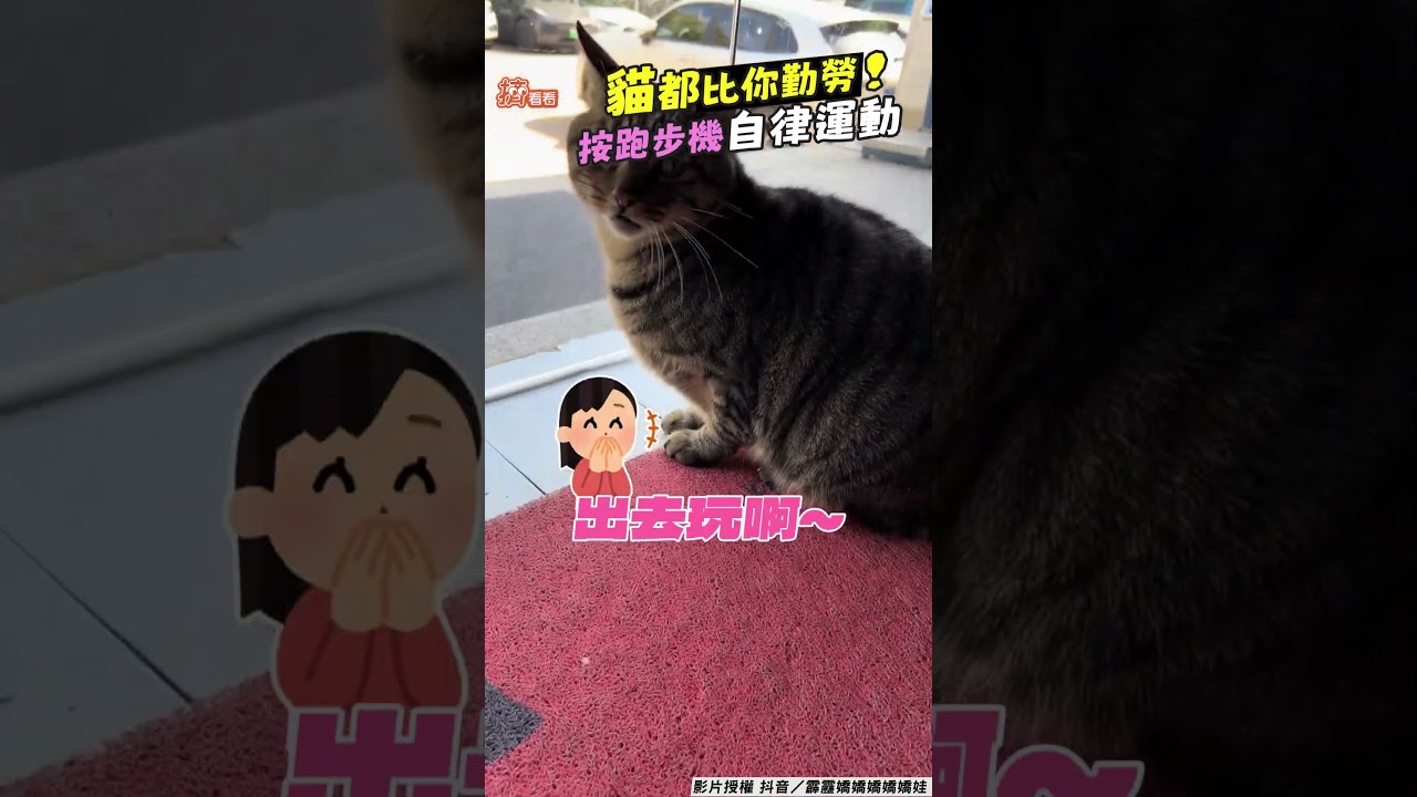 影音／貓都比你勤勞！橘喵神操作跑步機　「超自律運動」百萬網友全驚呆