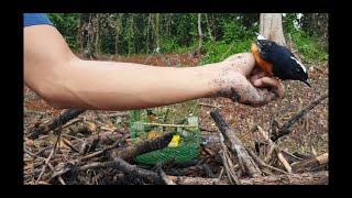 Download lagu Memikat murai batu super liar ganas || mp3